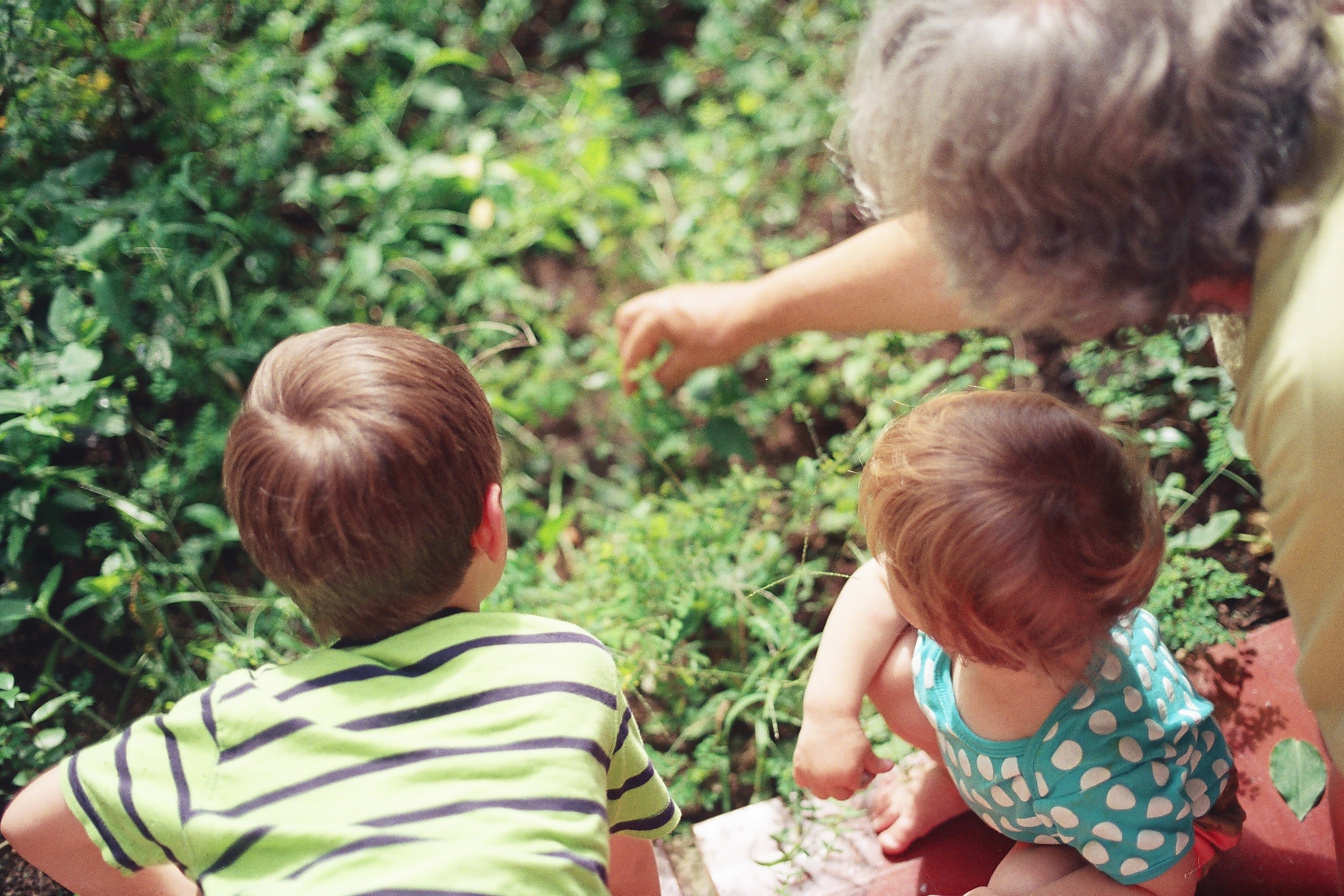 Eine ältere Frau schaut sich mit zwei Kindern Pflanzen an.